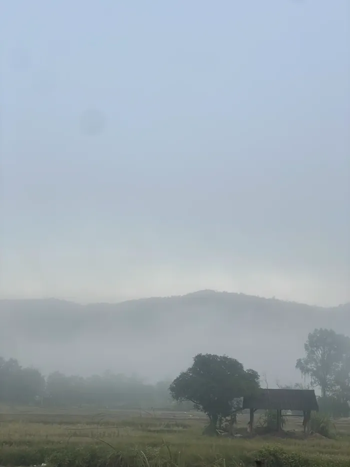 Foggy dawn β tree silhouette in the mist